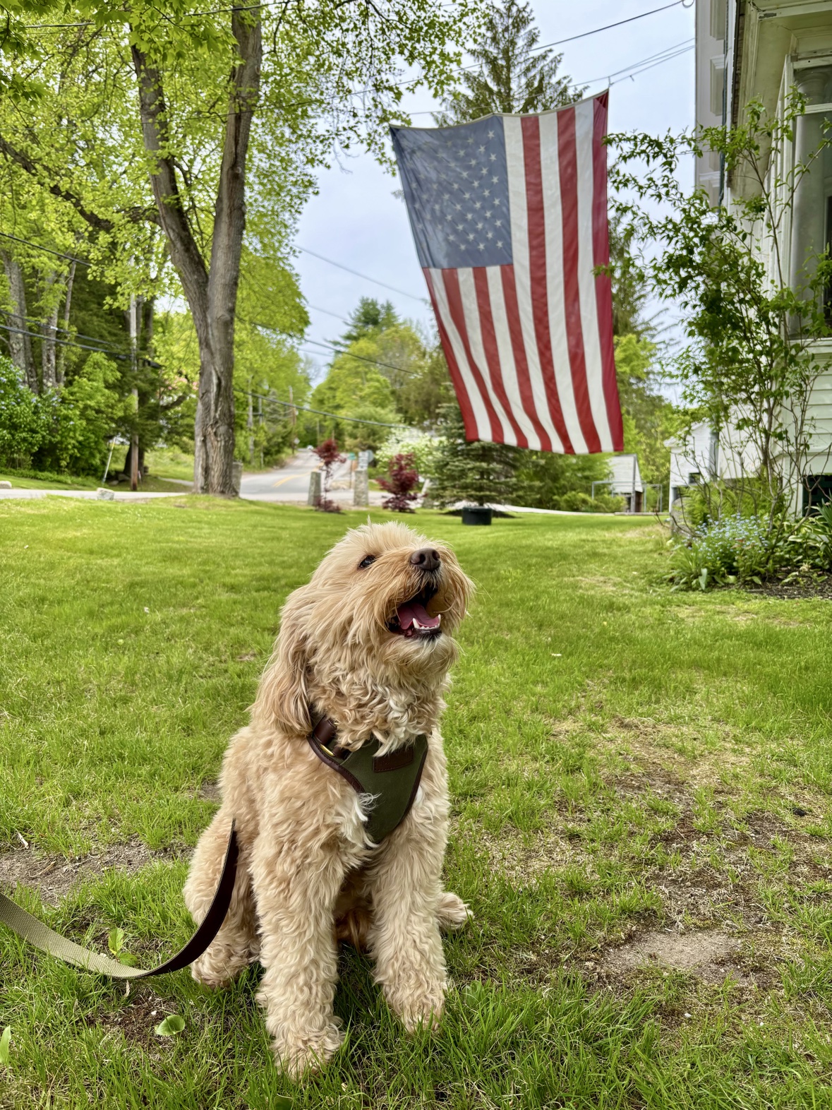 Apricot poodle sitting on a green lawn in the Boston Red harness, looking up happily beneath a large American flag