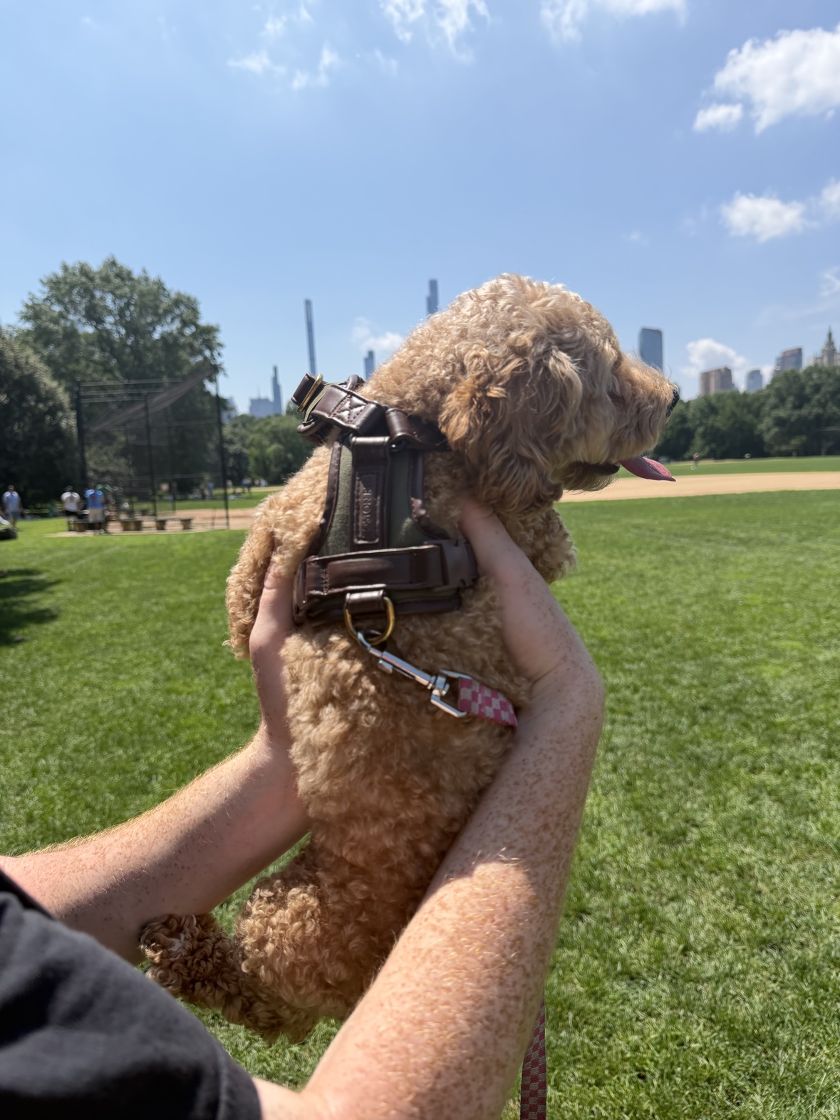 Side view of a poodle wearing the Boston Red harness in a park, showing leather straps and brass D-ring