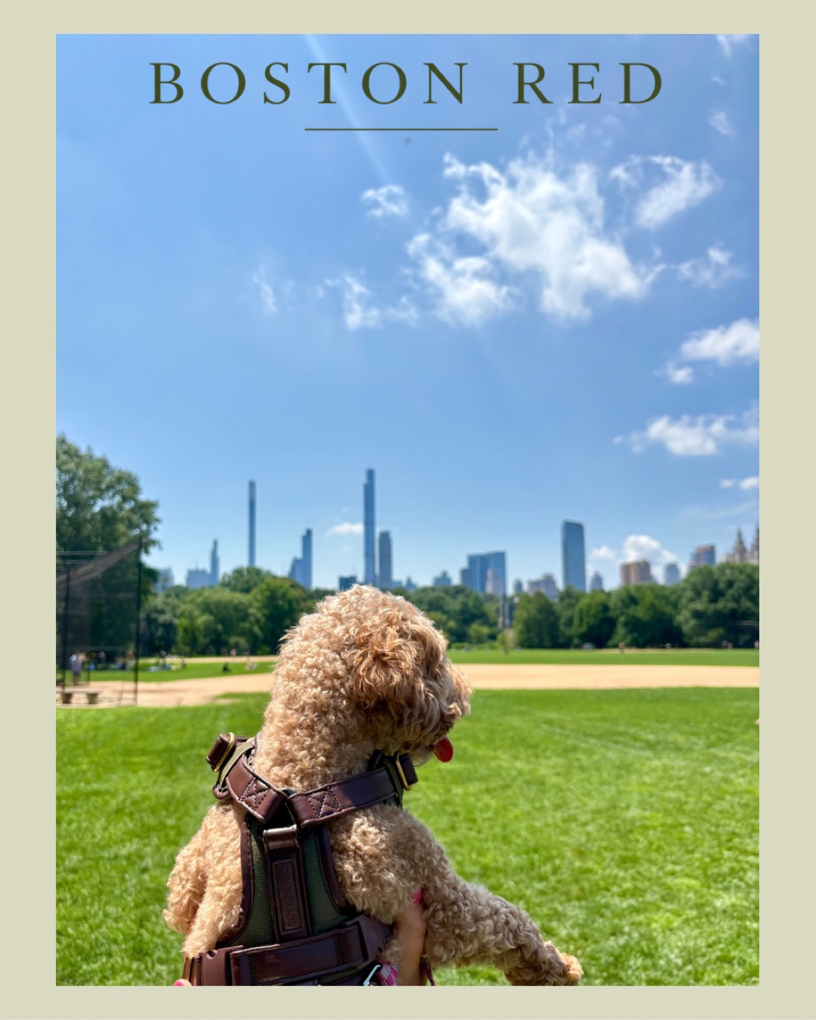 Poodle in Boston Red harness looking toward a city skyline from a green park