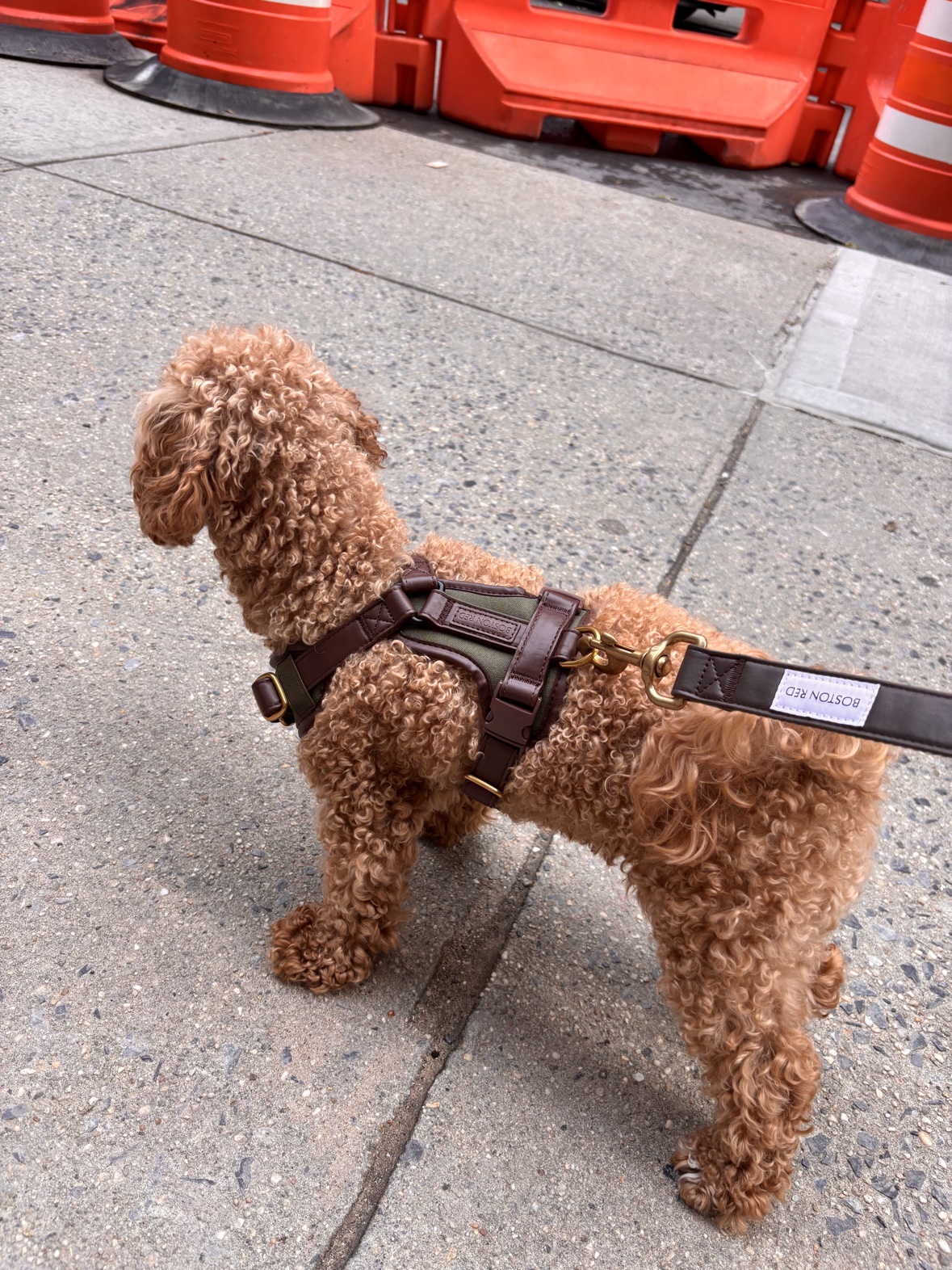 Poodle standing on a sidewalk in harness and leash, brass hardware in daylight