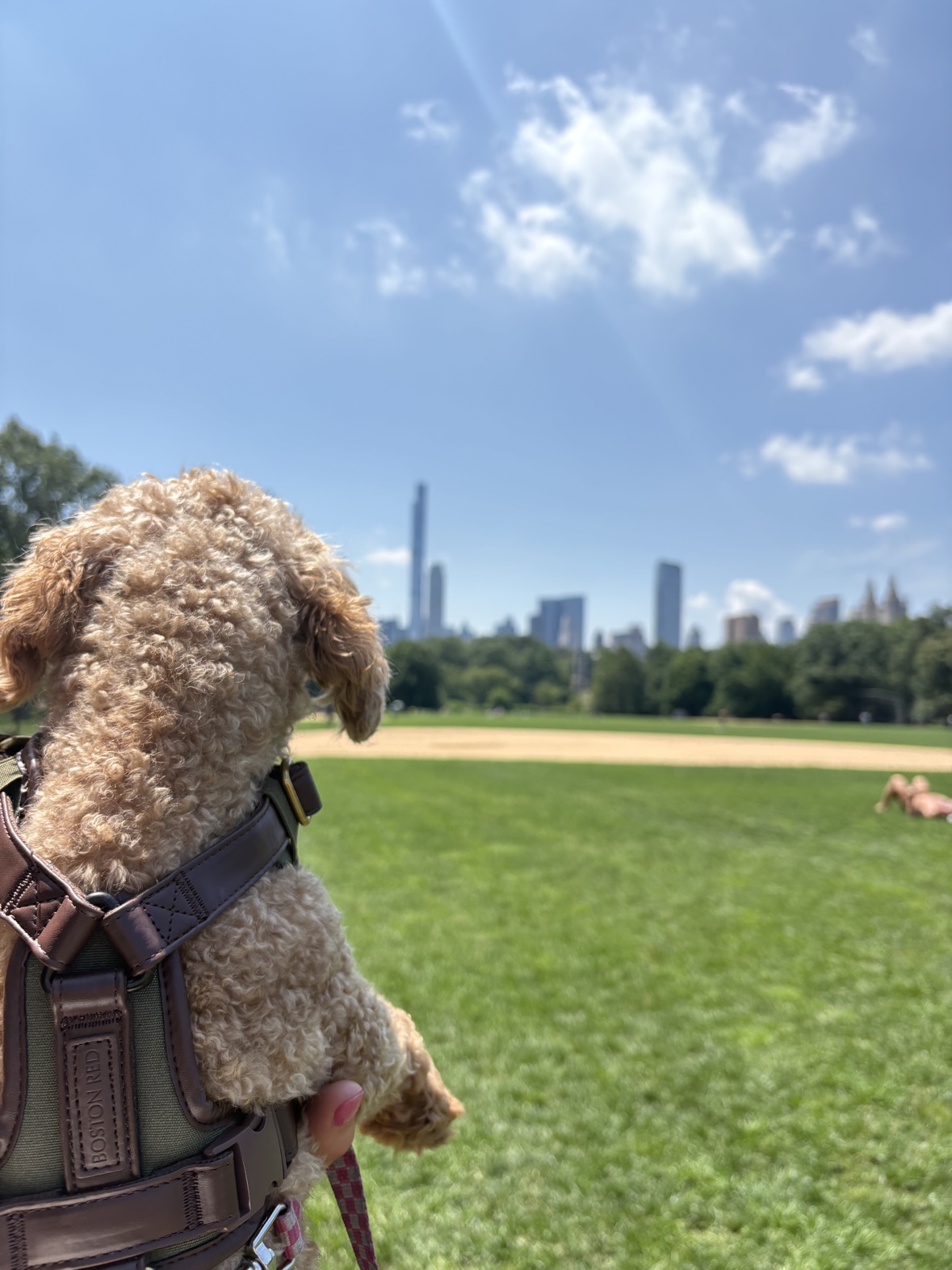 Apricot poodle in the Boston Red harness, held up looking out over a green park toward a city skyline — embossed Boston Red leather patch visible