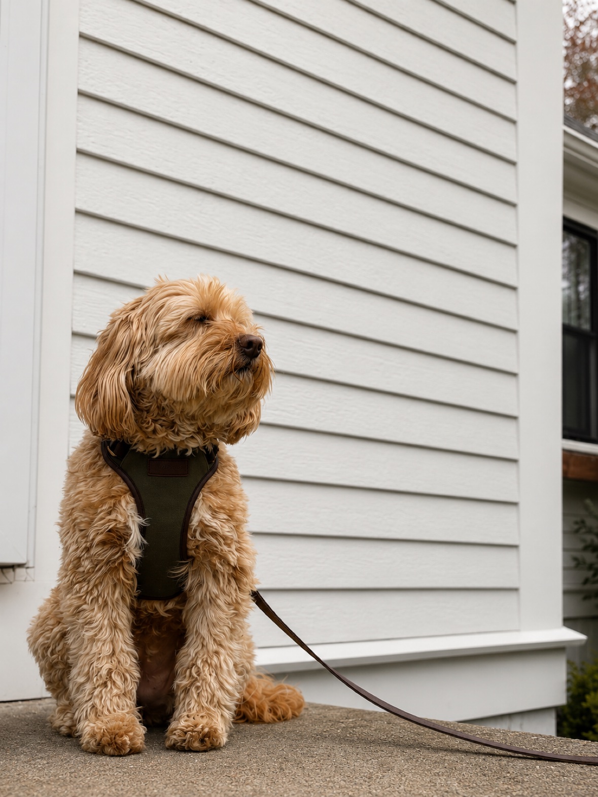 Apricot poodle sitting on a porch in the Boston Red harness, front view showing the olive canvas chest panel and leather patch, leash trailing beside