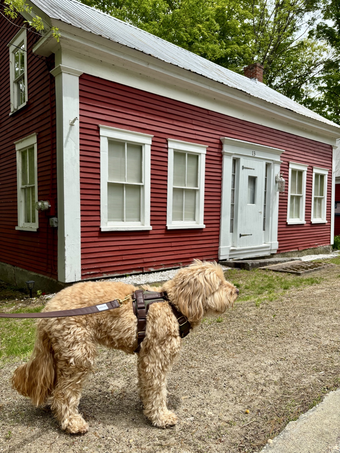 Apricot poodle in profile wearing the Boston Red harness and leash in front of a classic red New England house