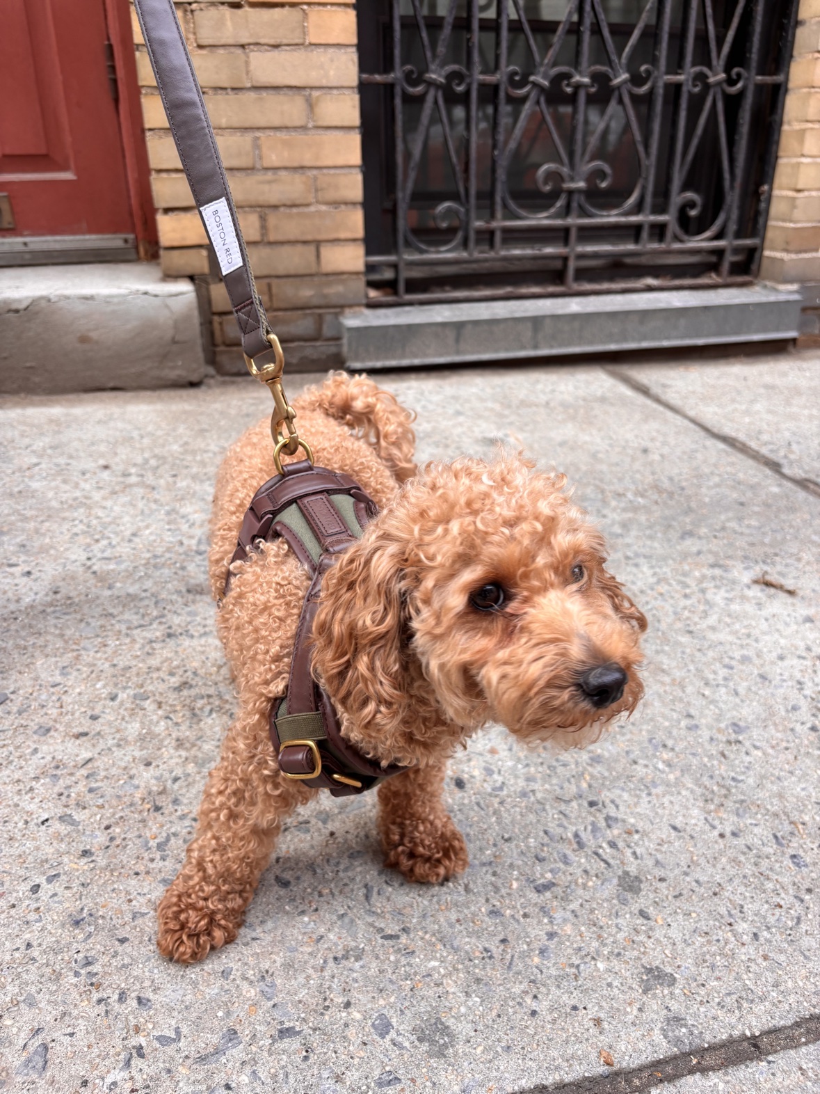Apricot poodle on a city sidewalk in the Boston Red harness and leash, looking up at the camera